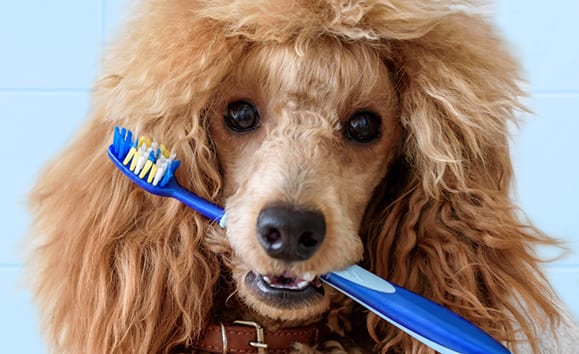 dog holding toothbrush