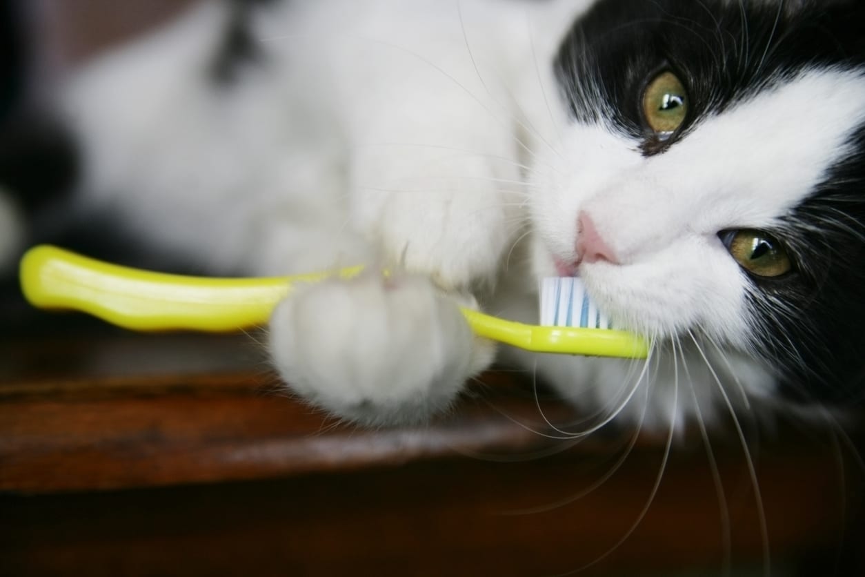 cat holding toothbrush