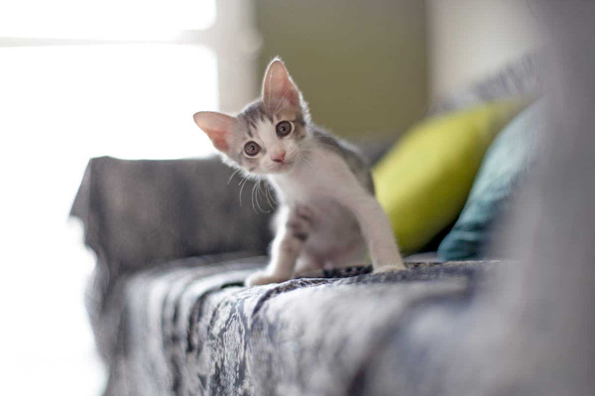 kitten sitting on couch