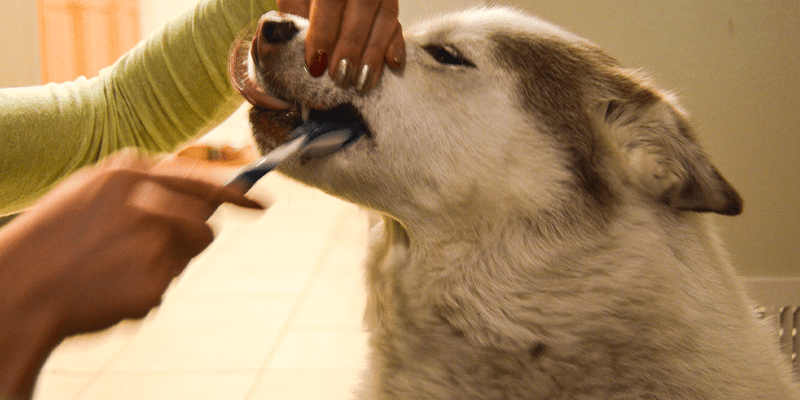 dog teeth cleaning in boca raton, fl