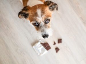 dog eat chocolate boca raton, fl