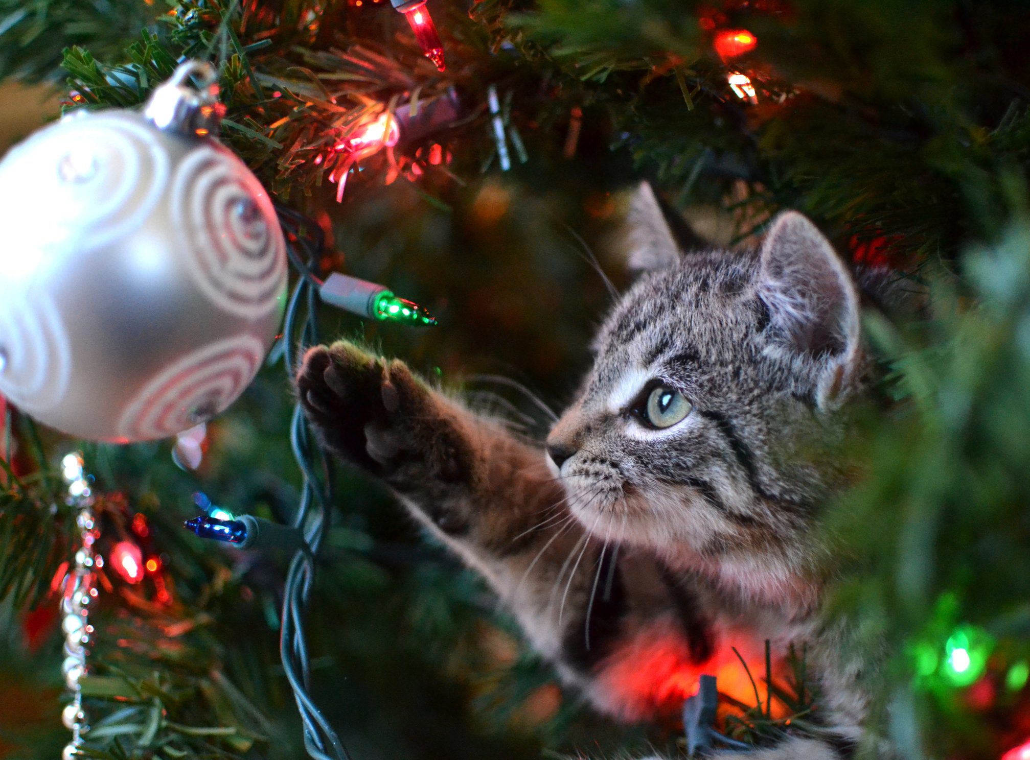 cats off of your christmas tree in boca raton florida
