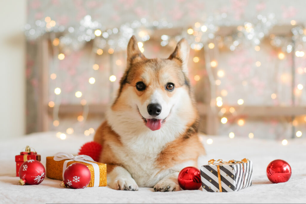 dog safe from holiday hazards in boca raton florida
