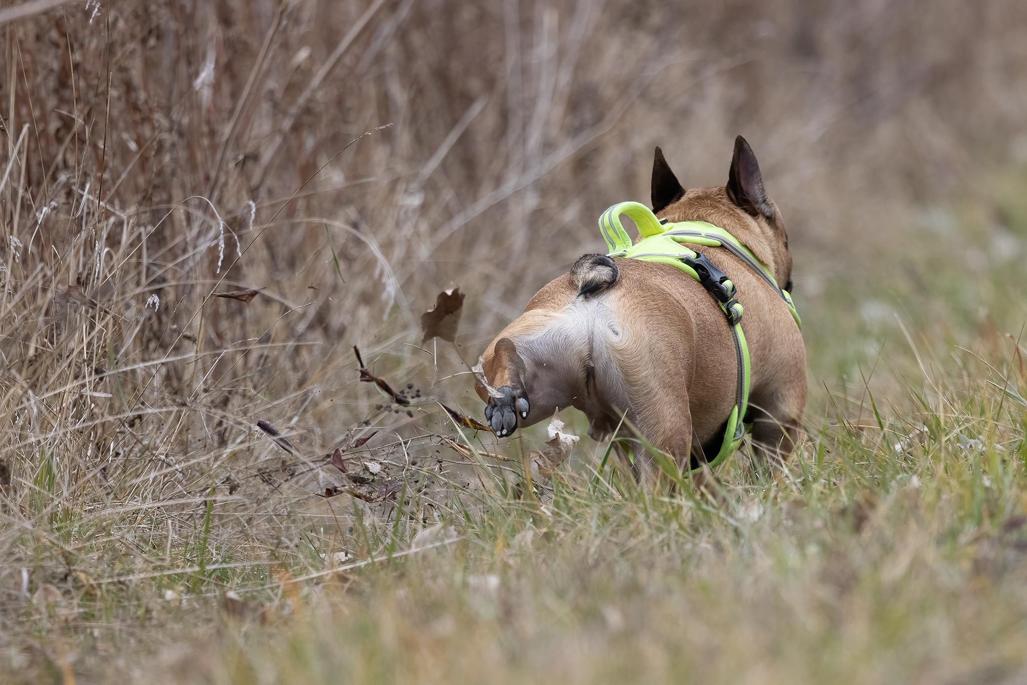 dogs kick after they poop in boca raton, florida