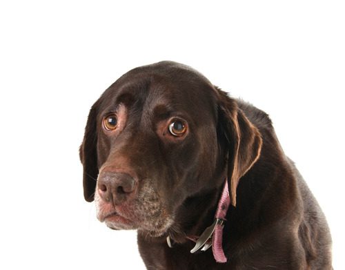 sad-chocolate-lab-dog