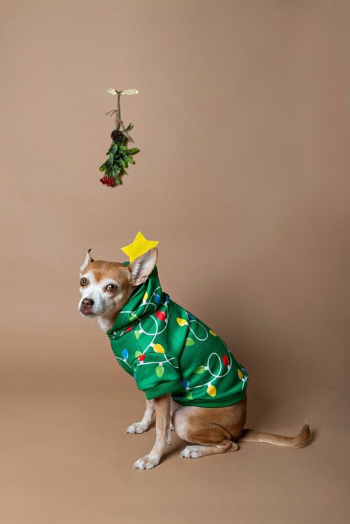 chihuahua-in-festive-Christmas-green-sweater-sitting-under-mistletoe