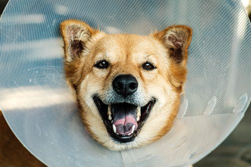 close-up-of-dog-wearing-elizabethan-collar