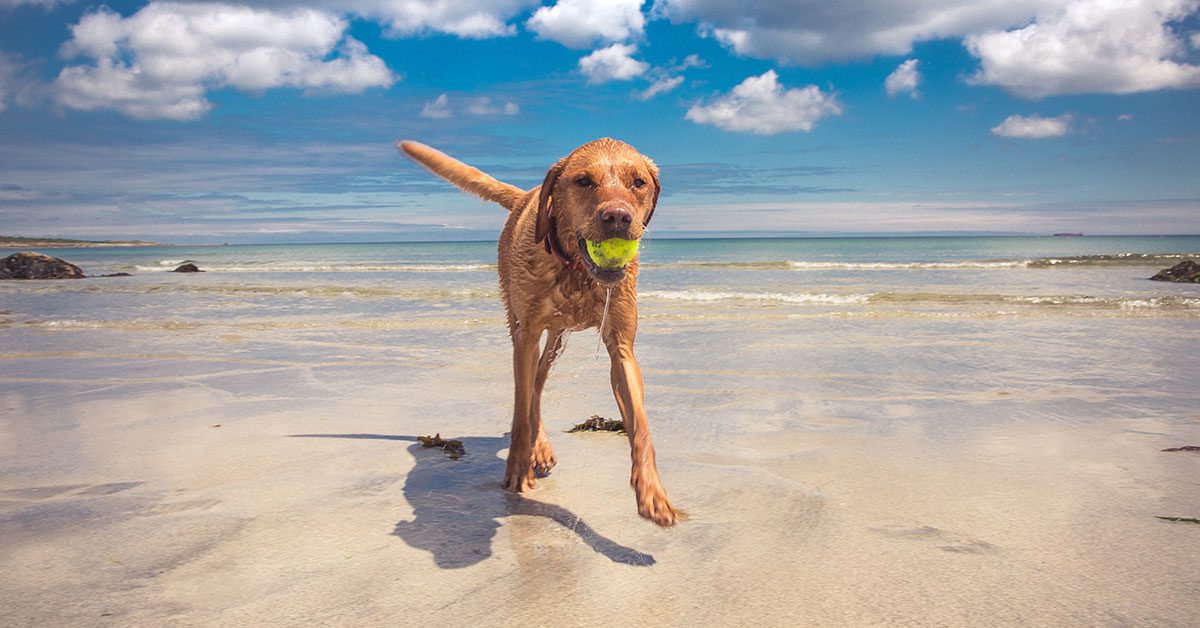 dog playing fetch on the beach