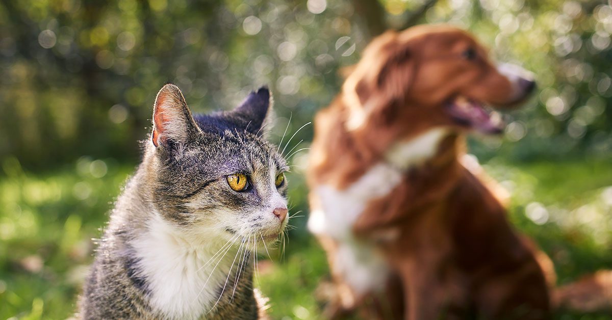 Senior cat and dog sitting together in grass on sunny day