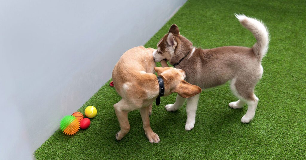 Siberian husky and Labrador retriever mixed vizsla puppies playing on artificial grass