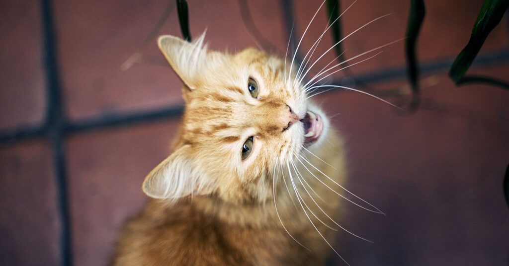 yellow cat looking up at owner and yowling